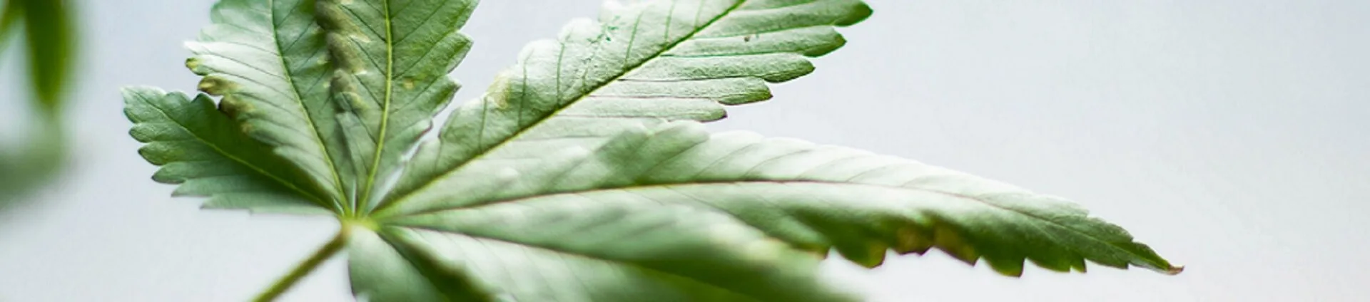 cbd olie bijwerkingen