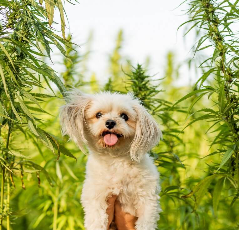 Hond in een veld met hennepplanteb