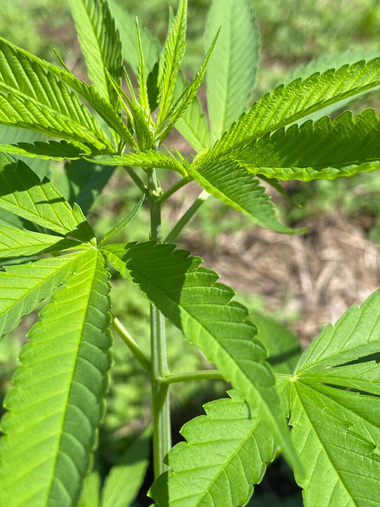 Cannabisplant in het zonnetje